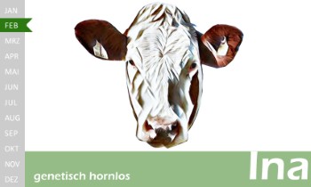 tr�chtige Fleckvieh Kalbin zu verkaufen, beweidet und ruhig